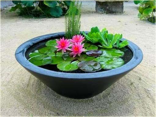 Kwiat lotosu mini mix kolorów