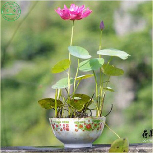 Kwiat lotosu różowy, grążel, nenufar