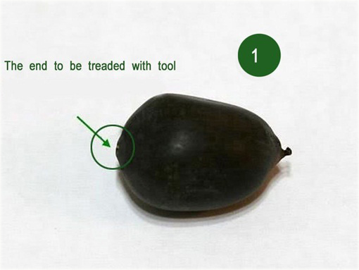 Kwiat lotosu różowy, grążel, nenufar