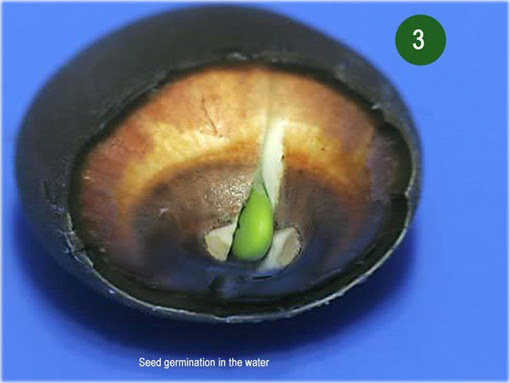 Kwiat lotosu różowy, grążel, nenufar