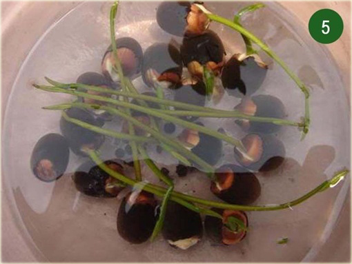 Kwiat lotosu różowy, grążel, nenufar