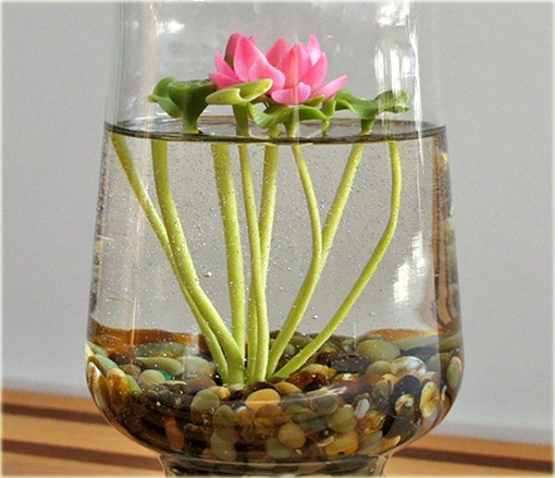 Kwiat lotosu różowy, grążel, nenufar