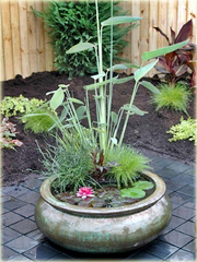 Kwiat lotosu różowy, grążel, nenufar