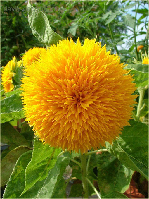 Kwiat słońce, Słonecznik pełny kula 