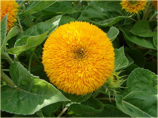 Kwiat słońce, Słonecznik pełny kula 