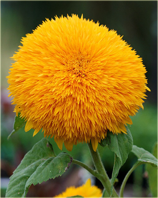 Kwiat słońce, Słonecznik pełny kula 