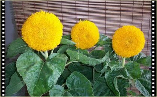 Kwiat słońce, Słonecznik pełny kula 