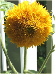 Kwiat słońce, Słonecznik pełny kula 
