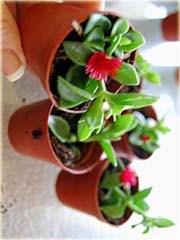 Kwiat sukulent różowy
