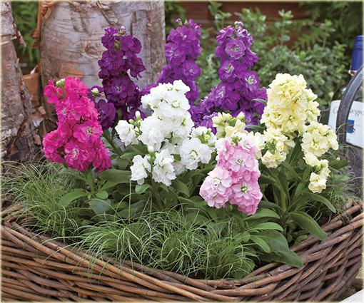 Lewkonia letnia ogrodowa pachnąca mix kolorów