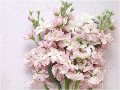 Lewkonia letnia ogrodowa pachnąca mix kolorów