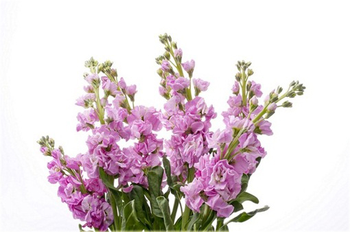 Lewkonia letnia ogrodowa pachnąca mix kolorów