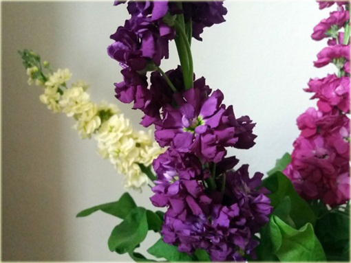 Lewkonia letnia ogrodowa pachnąca mix kolorów