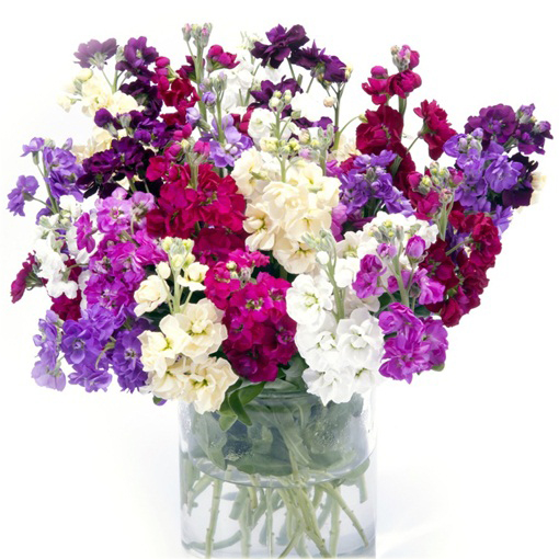 Lewkonia letnia ogrodowa pachnąca mix kolorów