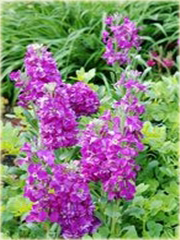 Lewkonia letnia ogrodowa pachnąca mix kolorów
