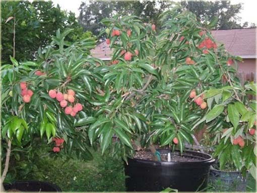 Liczi, chińska śliwka