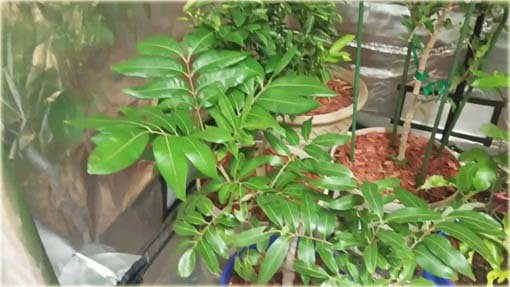 Liczi, chińska śliwka