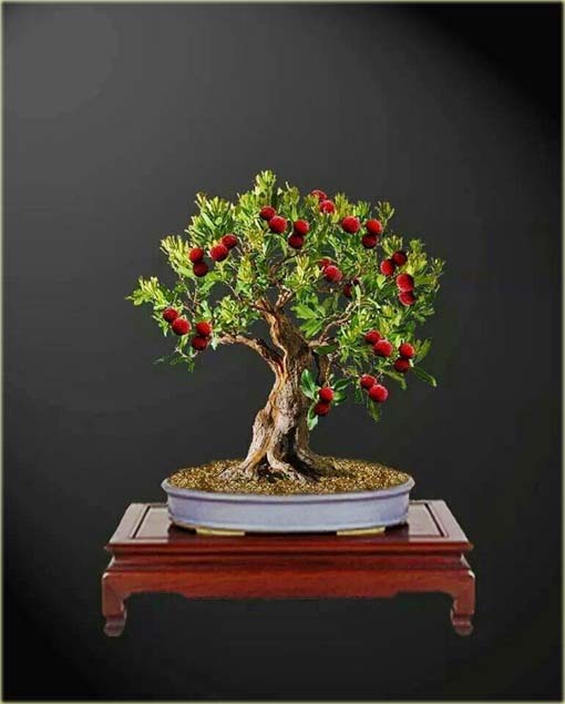 Liczi, chińska śliwka