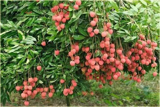 Liczi, chińska śliwka