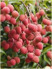 Liczi, chińska śliwka
