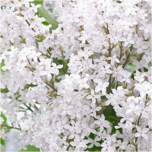 Lilak japoński bez biały bardzo pachnący