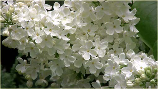 Lilak japoński bez biały bardzo pachnący