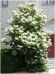 Lilak japoński bez biały bardzo pachnący
