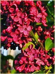 Lilak japoński bez czerwony bardzo pachnący
