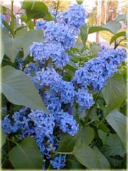 Lilak japoński bez niebieski bardzo pachnący
