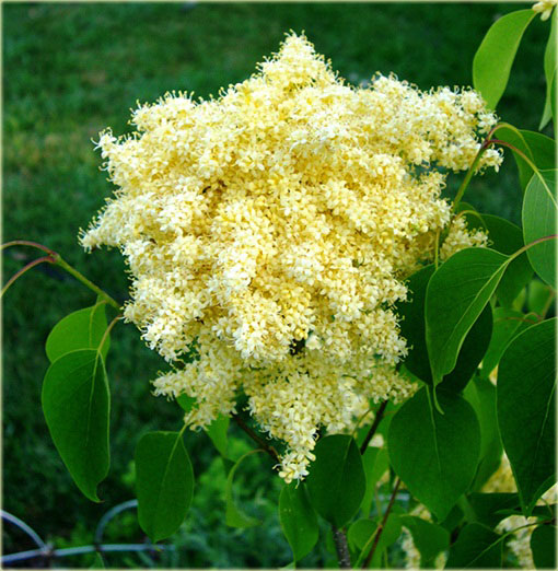 Lilak japoński bez żółty bardzo pachnący