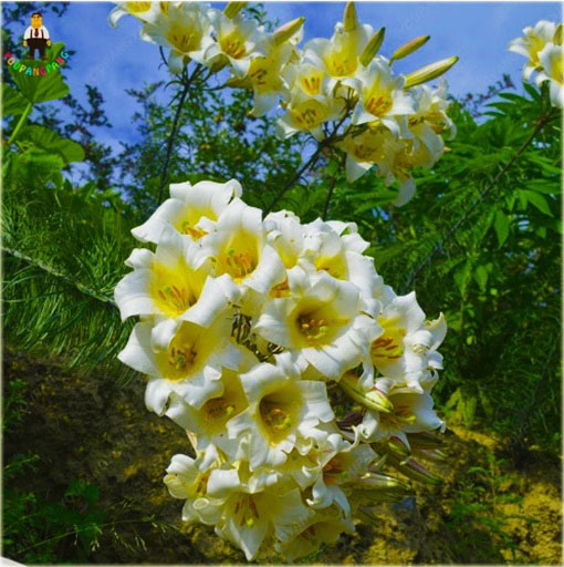 Lilia barbados biało-żółta