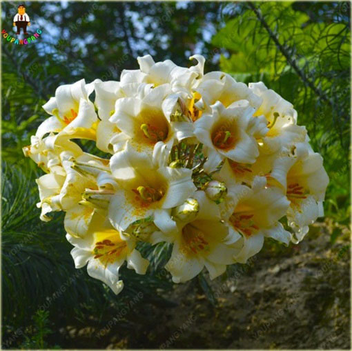 Lilia barbados biało-żółta