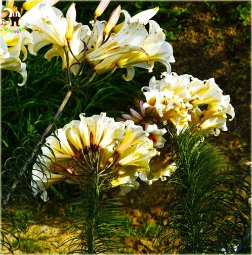 Lilia barbados biało-żółta