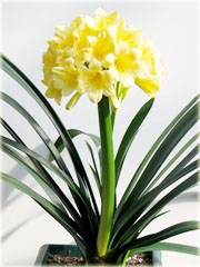 Lilia barbados biało-żółta
