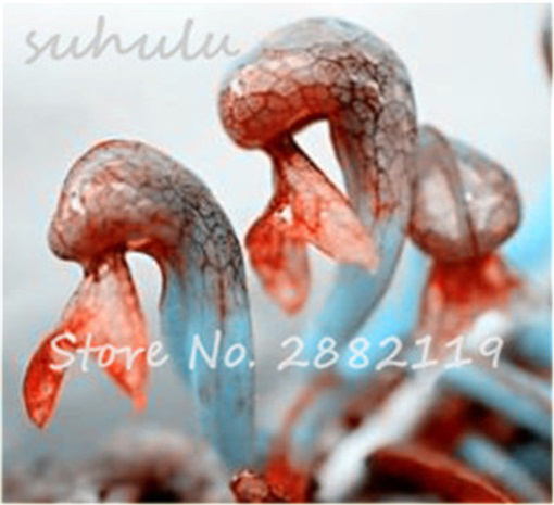 Lilia mięsożerna Cobra