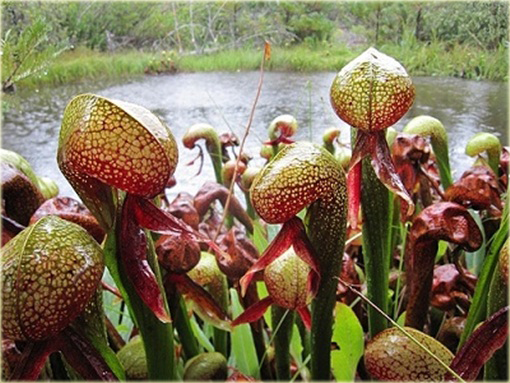 Lilia mięsożerna Cobra