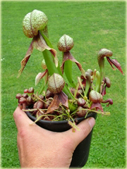 Lilia mięsożerna Cobra