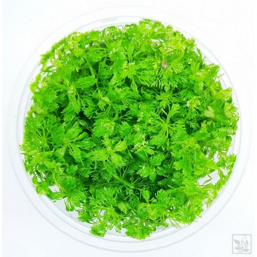 Nasiona Limnofila do akwarium, Limnophila sessiliflora, Scrophulariaceae