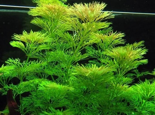 Nasiona Limnofila do akwarium, Limnophila sessiliflora, Scrophulariaceae