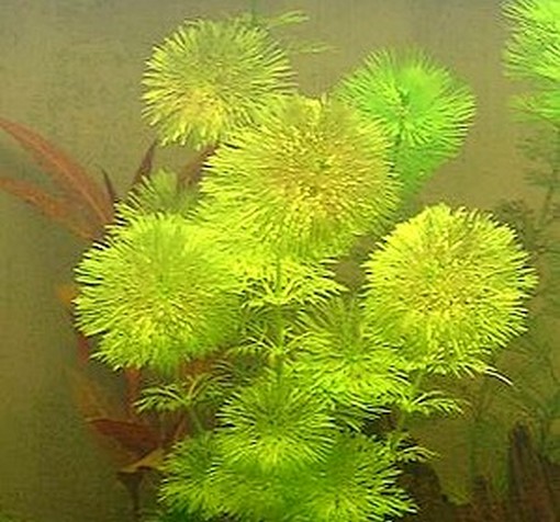 Nasiona Limnofila do akwarium, Limnophila sessiliflora, Scrophulariaceae