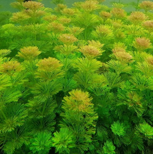 Nasiona Limnofila do akwarium, Limnophila sessiliflora, Scrophulariaceae