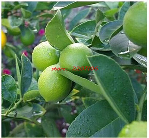 Limonka, drzewko bonsai