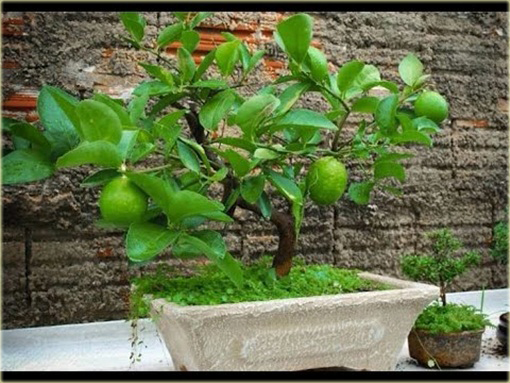 Limonka, drzewko bonsai