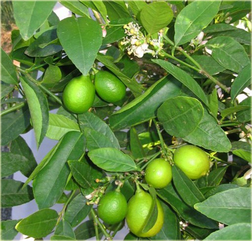 Limonka, drzewko bonsai