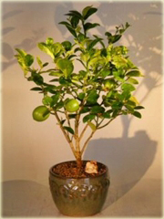 Limonka, drzewko bonsai