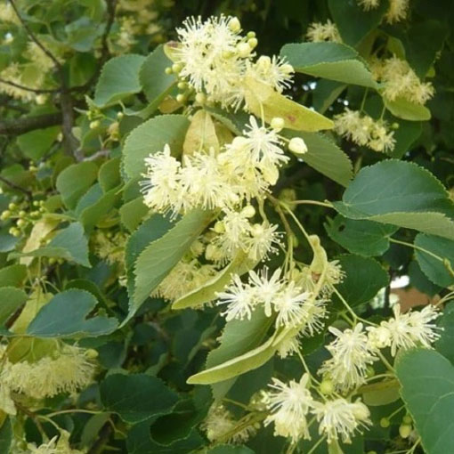 Nasiona Lipa drzewo, Tilia