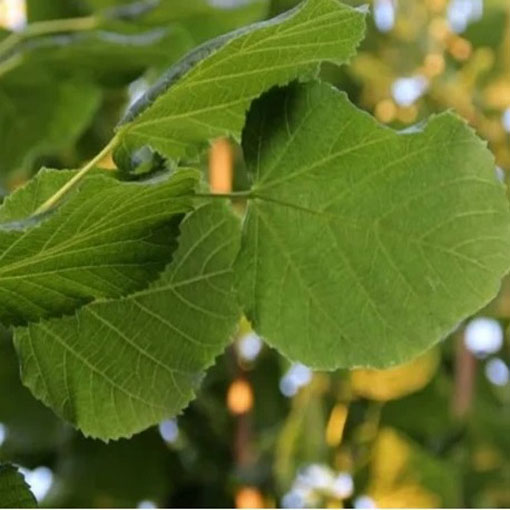 Nasiona Lipa drzewo, Tilia