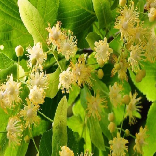 Nasiona Lipa drzewo, Tilia