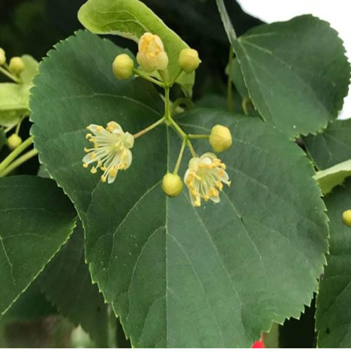 Nasiona Lipa drzewo, Tilia