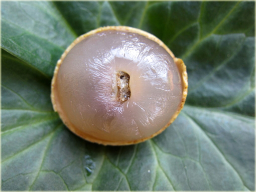 Longan jadalny Smocze oko krewniak liczi